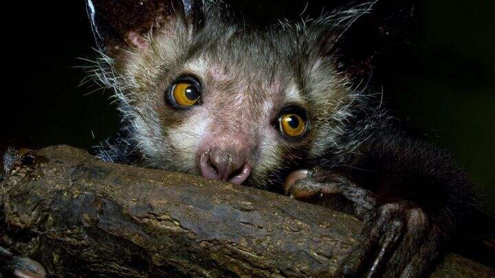 为什么自然界没有大量酒精供摄入 人类却进化出了可以分解酒精的酶?的图10